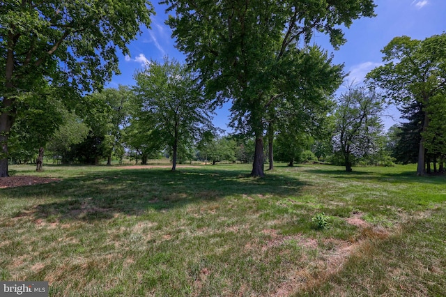 view of local wilderness