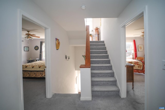 staircase with ceiling fan and dark colored carpet