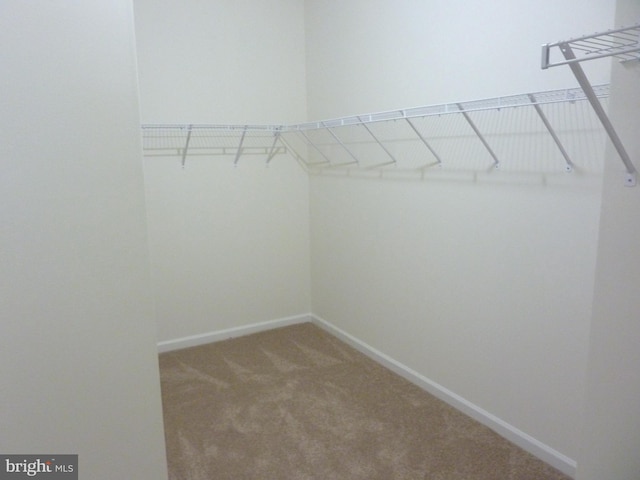 spacious closet with carpet