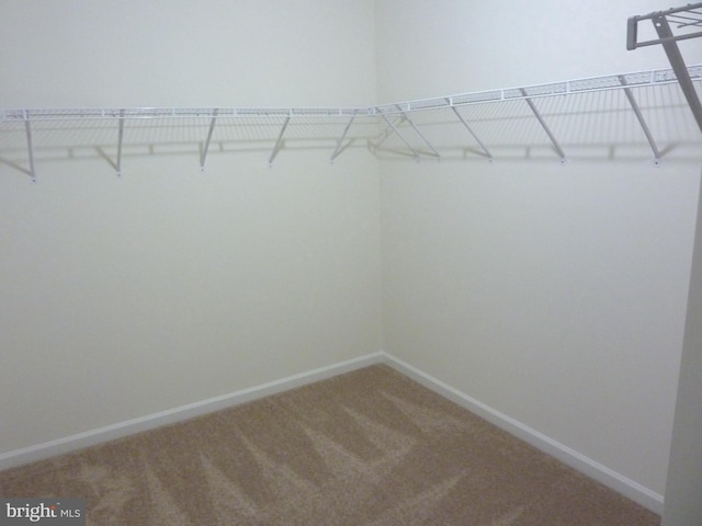 walk in closet with carpet floors