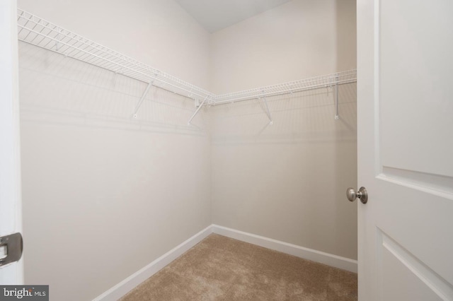 walk in closet with carpet