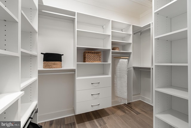 spacious closet featuring dark hardwood / wood-style flooring