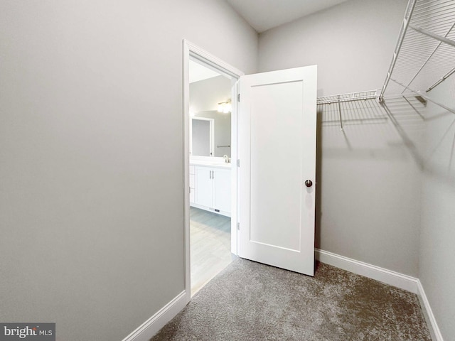 walk in closet featuring carpet flooring