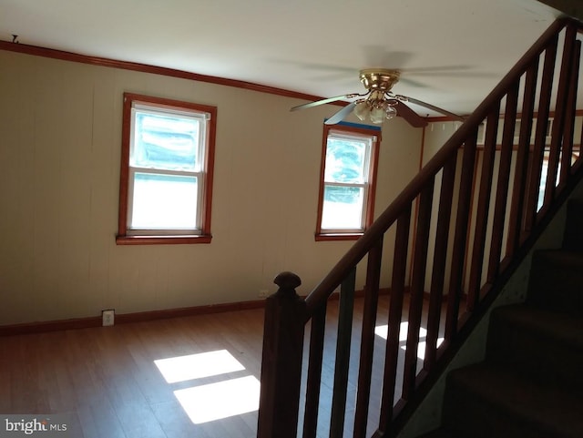 stairway featuring a wealth of natural light, crown molding, ceiling fan, and wood-type flooring