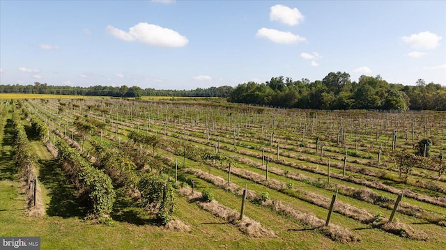 view of yard with a rural view