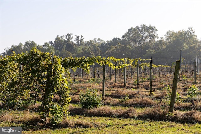 view of yard with a rural view