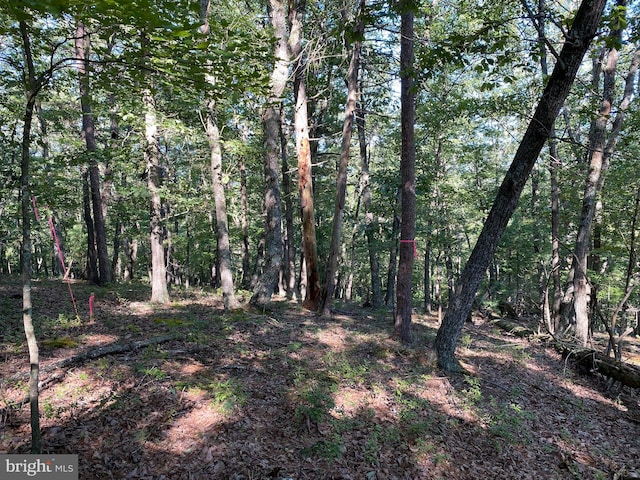 view of local wilderness