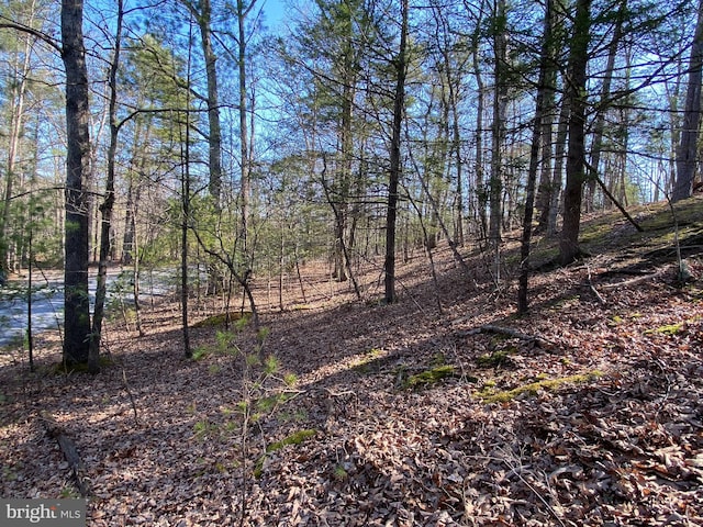 view of local wilderness