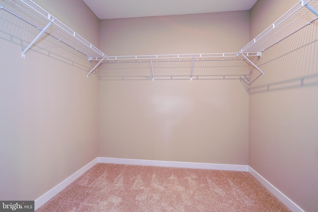 walk in closet with light colored carpet