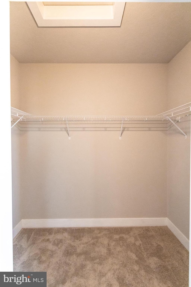 spacious closet featuring carpet flooring