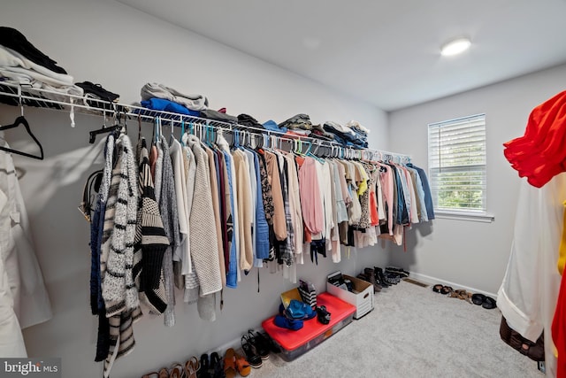 walk in closet with carpet