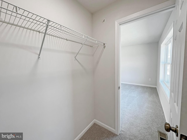 walk in closet featuring carpet flooring