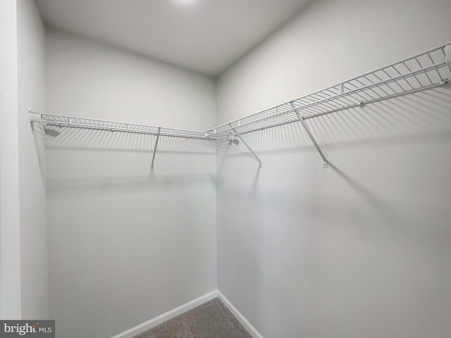 spacious closet with carpet floors