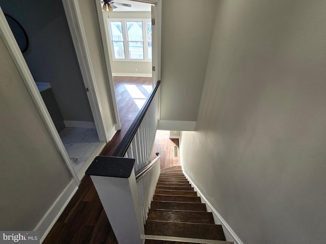 staircase featuring dark hardwood / wood-style floors and ceiling fan