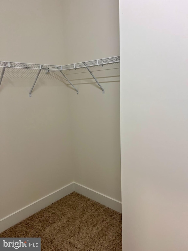 walk in closet featuring carpet