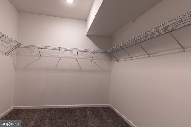 spacious closet with carpet floors