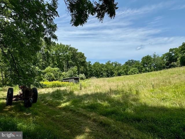 view of local wilderness