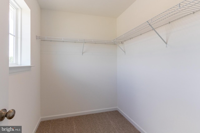 spacious closet with carpet flooring