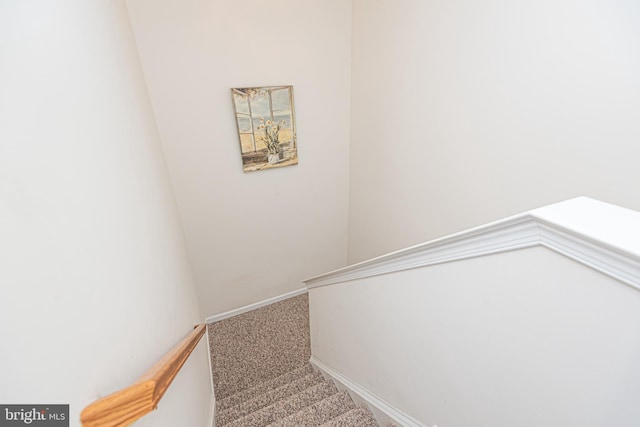 staircase featuring carpet floors