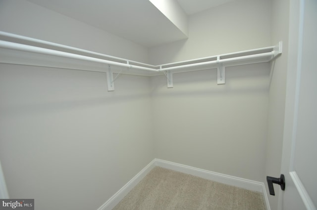 spacious closet featuring carpet floors