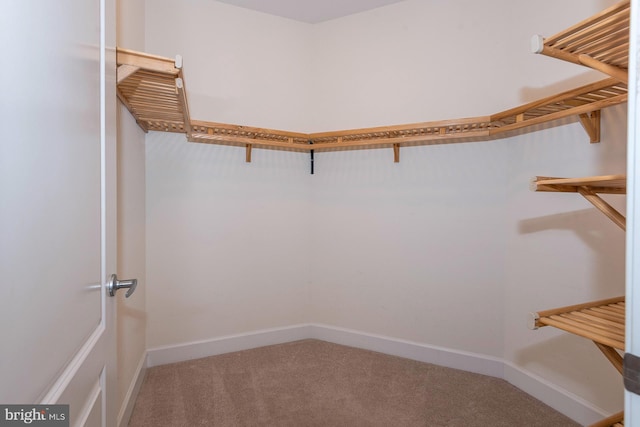 spacious closet featuring carpet floors