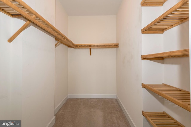 walk in closet with carpet floors