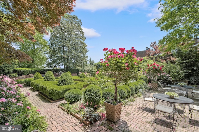 view of yard featuring a patio area