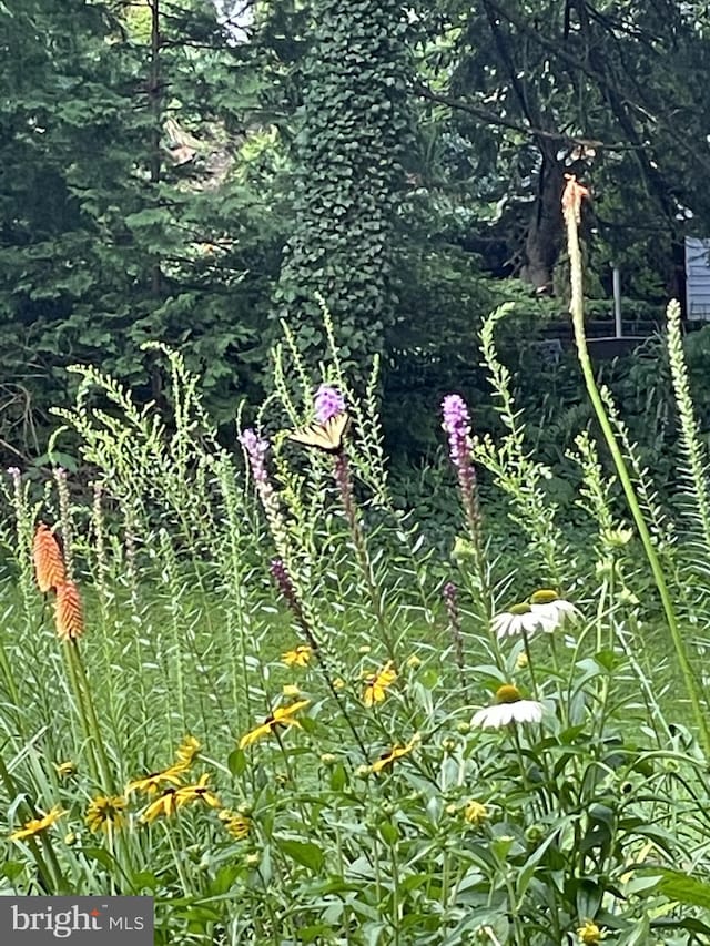 view of local wilderness