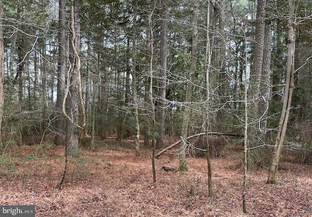 view of local wilderness