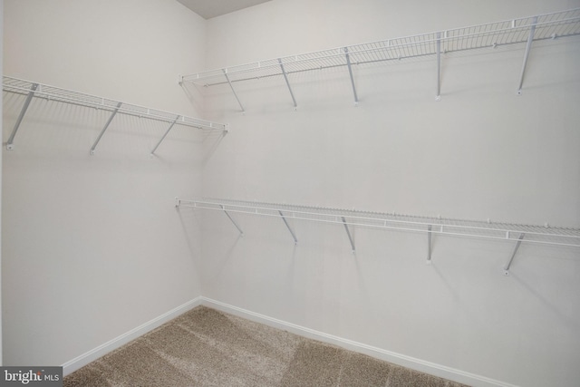 walk in closet featuring carpet flooring