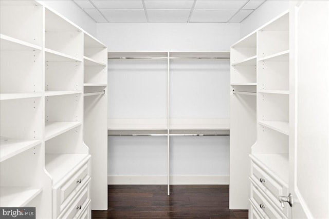 spacious closet with dark hardwood / wood-style floors and a paneled ceiling