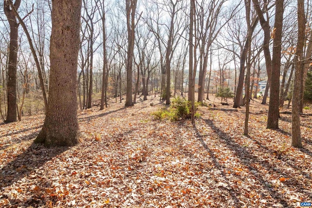 view of local wilderness