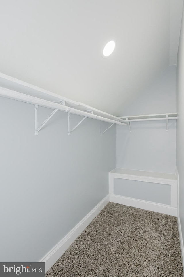 spacious closet featuring carpet