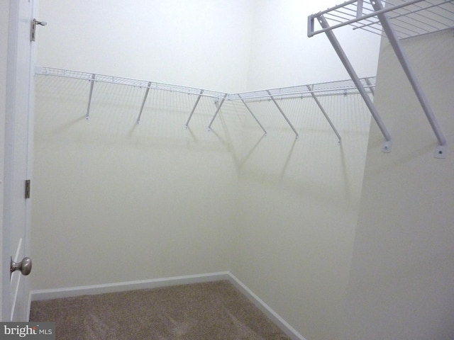 walk in closet with carpet