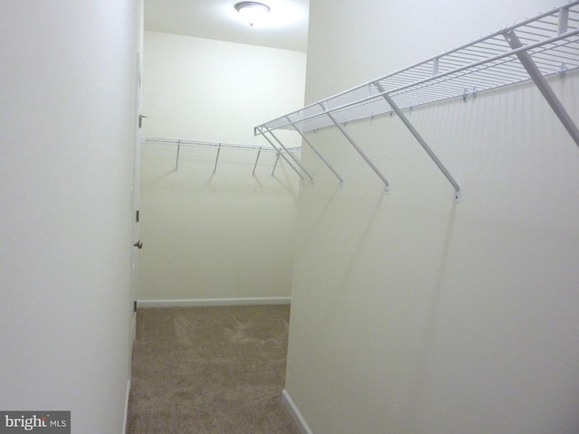 spacious closet featuring carpet