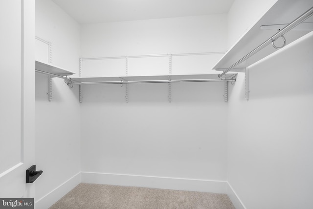 spacious closet featuring carpet floors