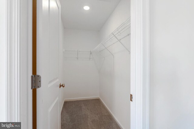 walk in closet featuring carpet floors