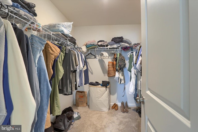 walk in closet featuring carpet flooring