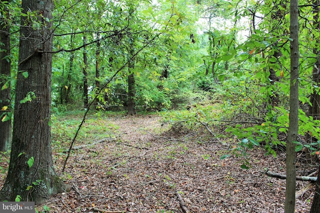 view of local wilderness