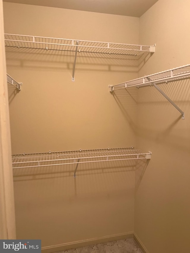 spacious closet featuring carpet flooring