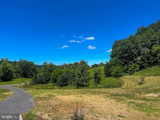 view of local wilderness