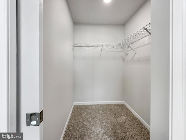 spacious closet featuring carpet