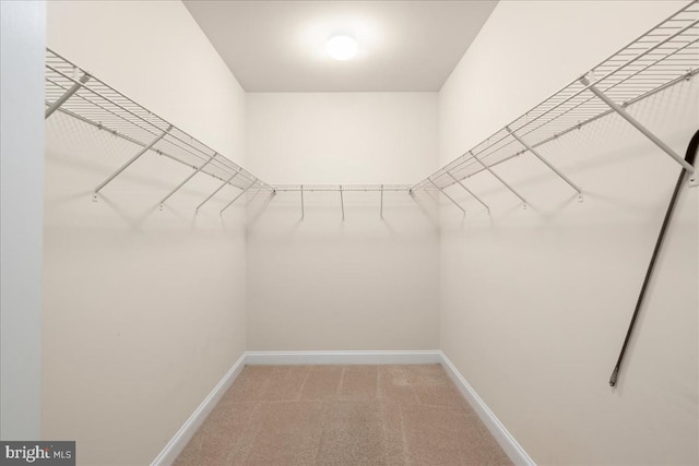 walk in closet with carpet floors