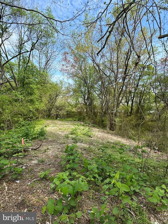 view of local wilderness