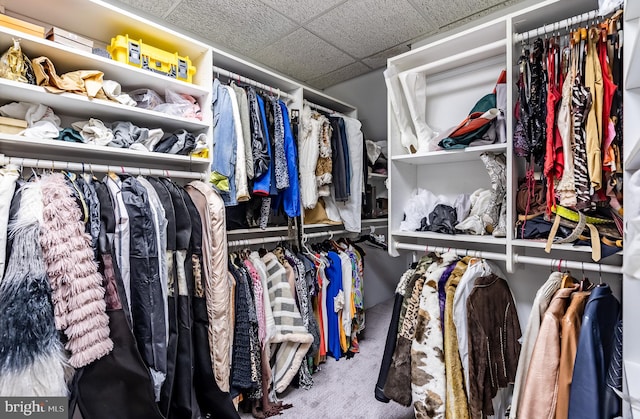 spacious closet with a drop ceiling and carpet flooring