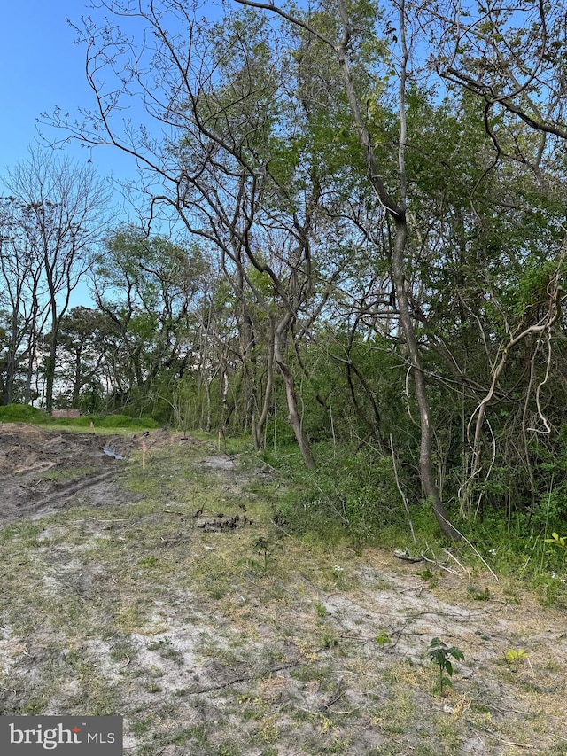 view of local wilderness