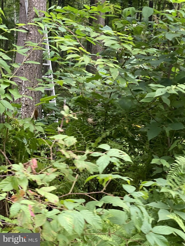 view of local wilderness