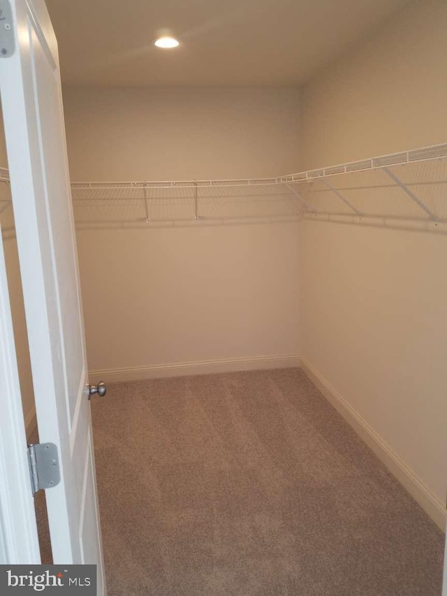 walk in closet featuring carpet floors