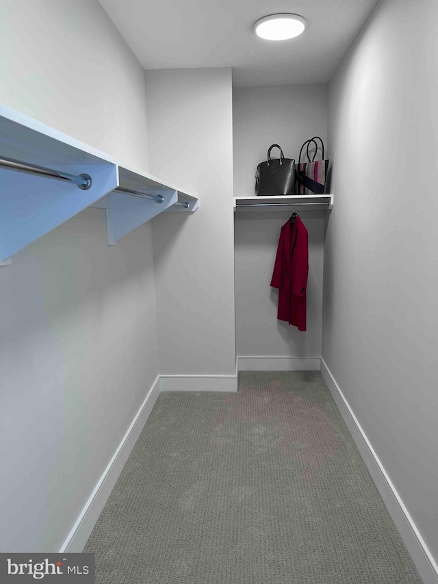 spacious closet featuring carpet