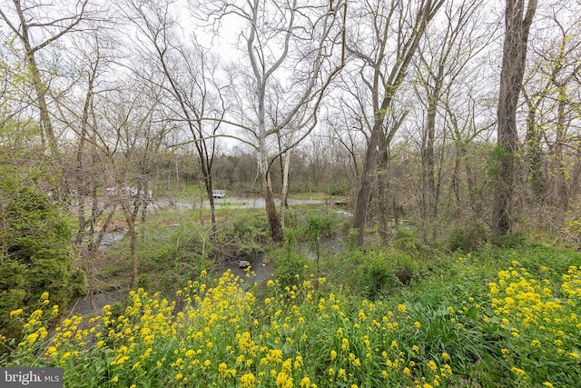 view of local wilderness